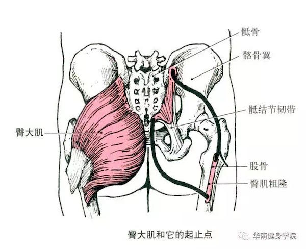 健身教练国职培训初级肌肉起止点及功能