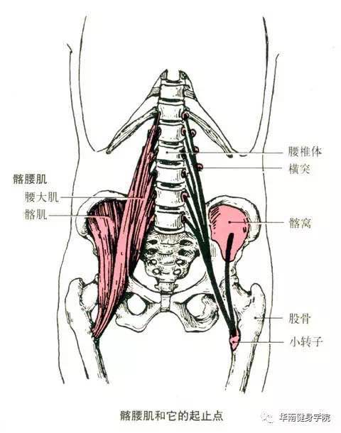 髂腰肌