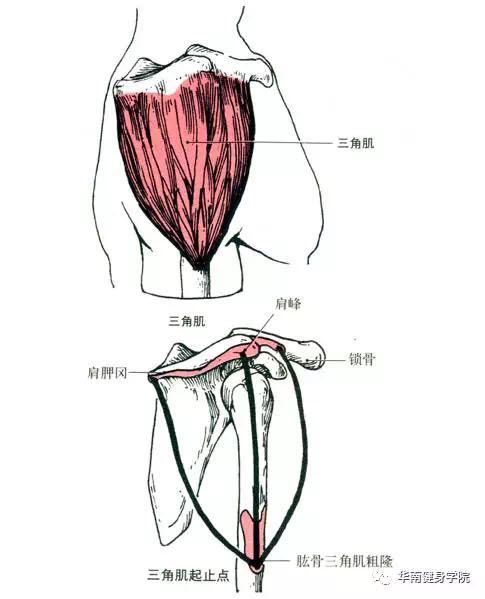 3,三角肌(包括三角肌前部,三角肌中部,三角肌后部)