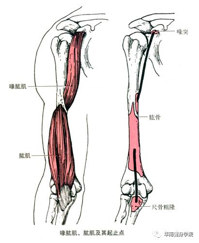 前群(屈肌群)包括肱二头肌,喙肱肌,肱肌.