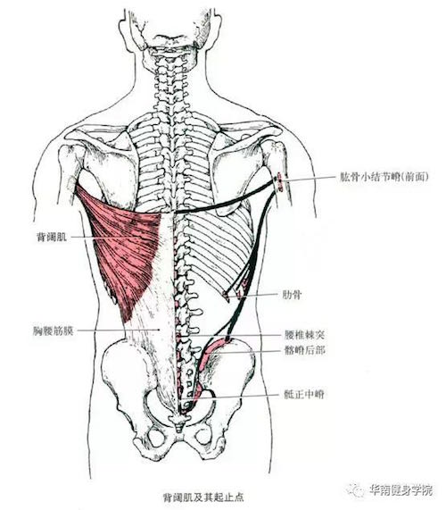 2,背阔肌