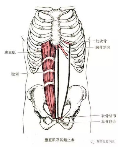 肌腹和肌腱示意图图片
