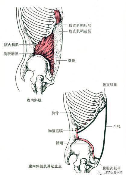 部位 腹外斜肌深层 肌纤维由后外下向前内上斜行