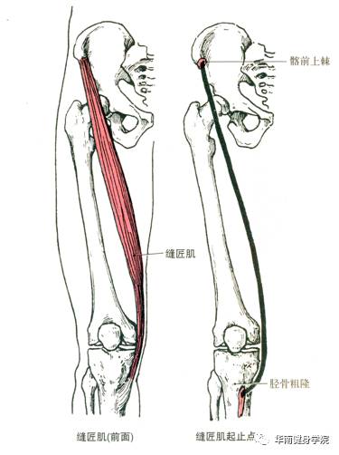 人体肌肉起止点与功能大全