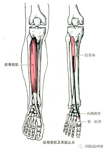 腓骨短肌起止点示意图图片